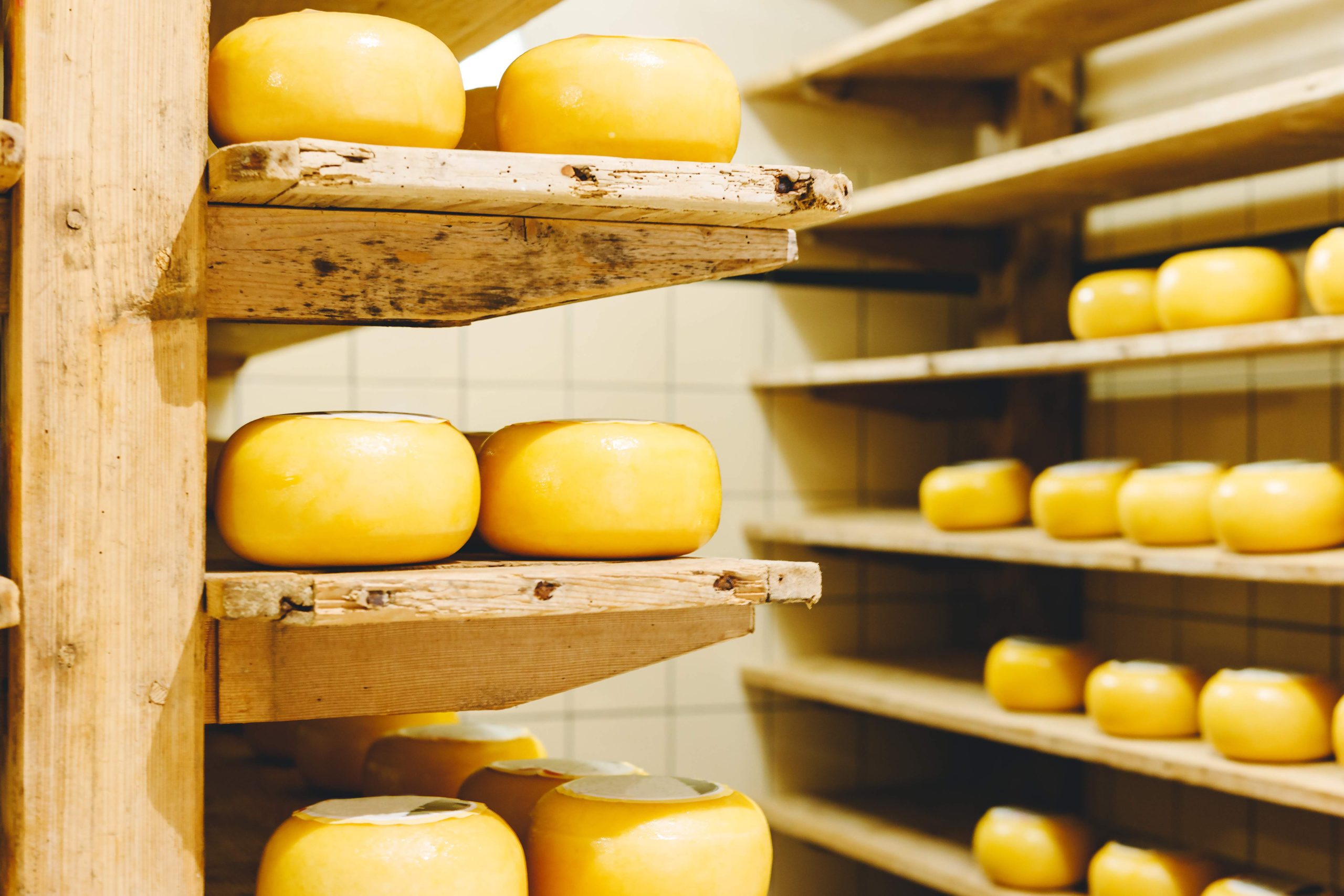 Many heads of yellow Dutch cheese in wax ripen on wooden shelves in a cheese factory. Small craft manufacturing business cheese.