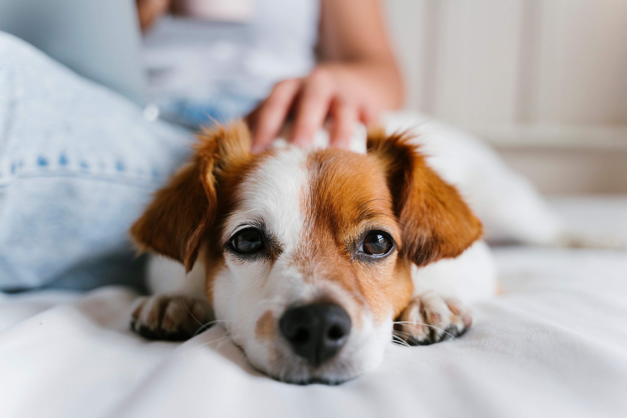 young caucasian woman on bed working on laptop. Cute small dog l