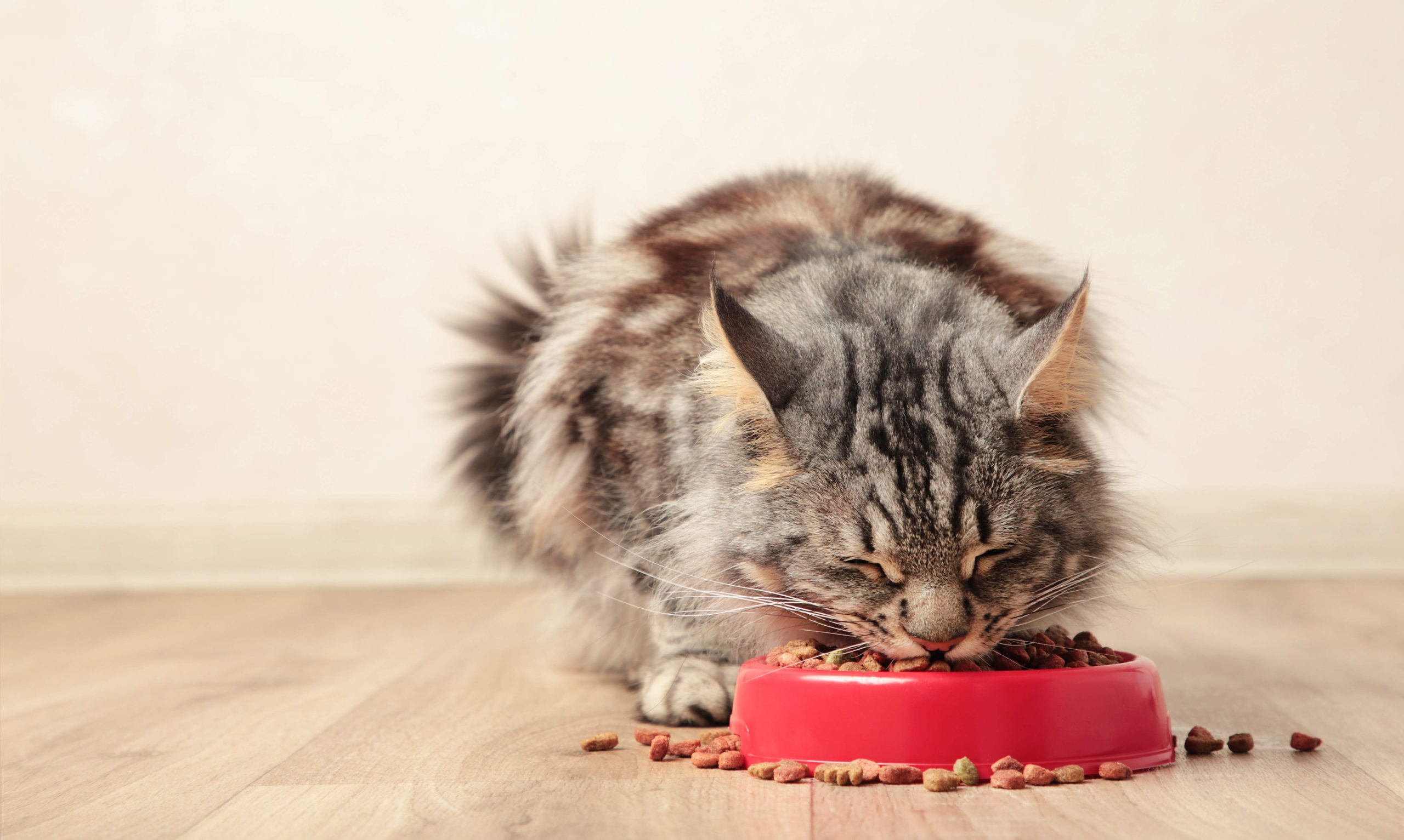 Beautiful cat eating pet food on light background. Cute domestic animal. Top view