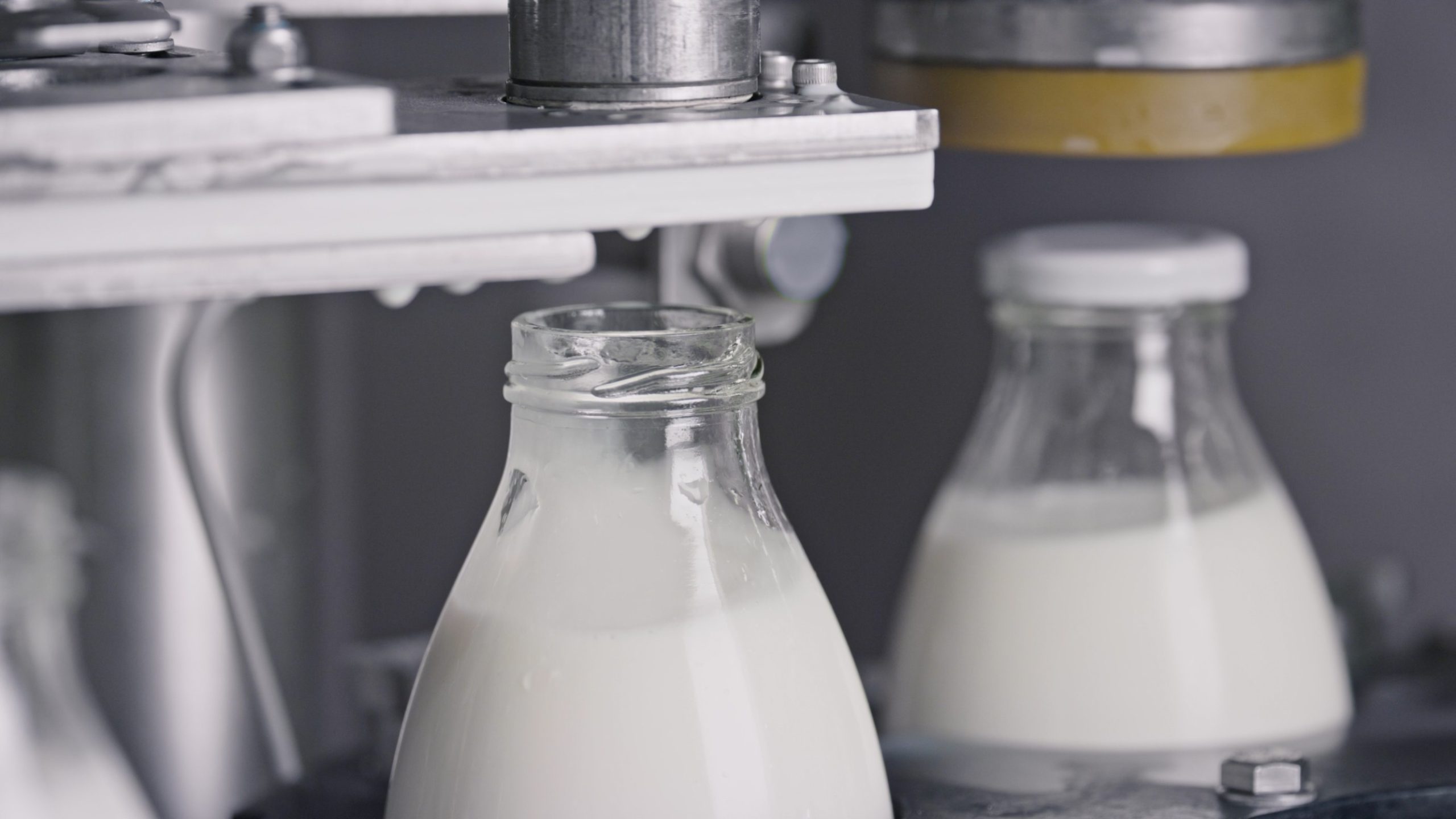 Automatic machine capping milk bottles in dairy.