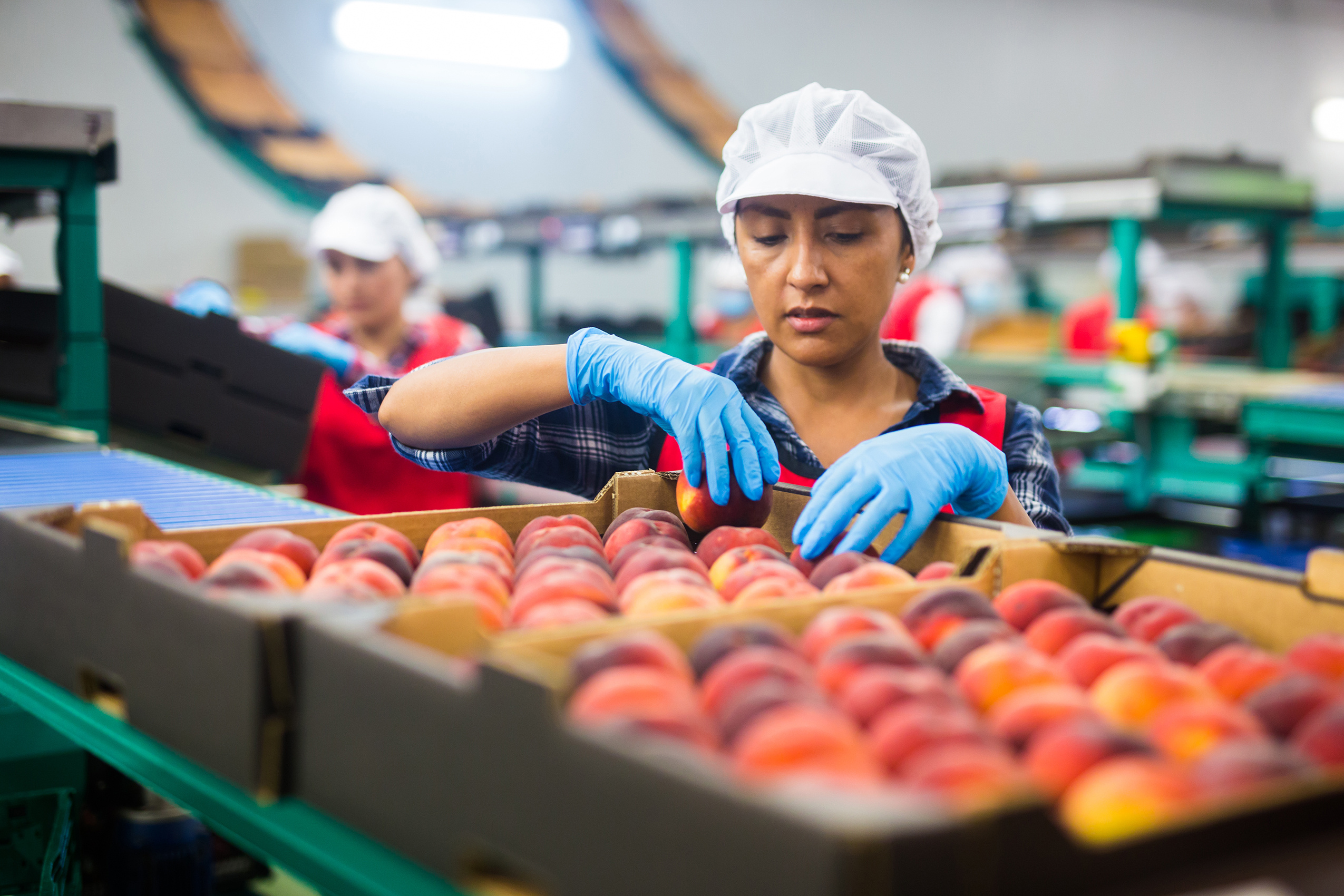 Latino woman sorts peaches on a fruit packing line