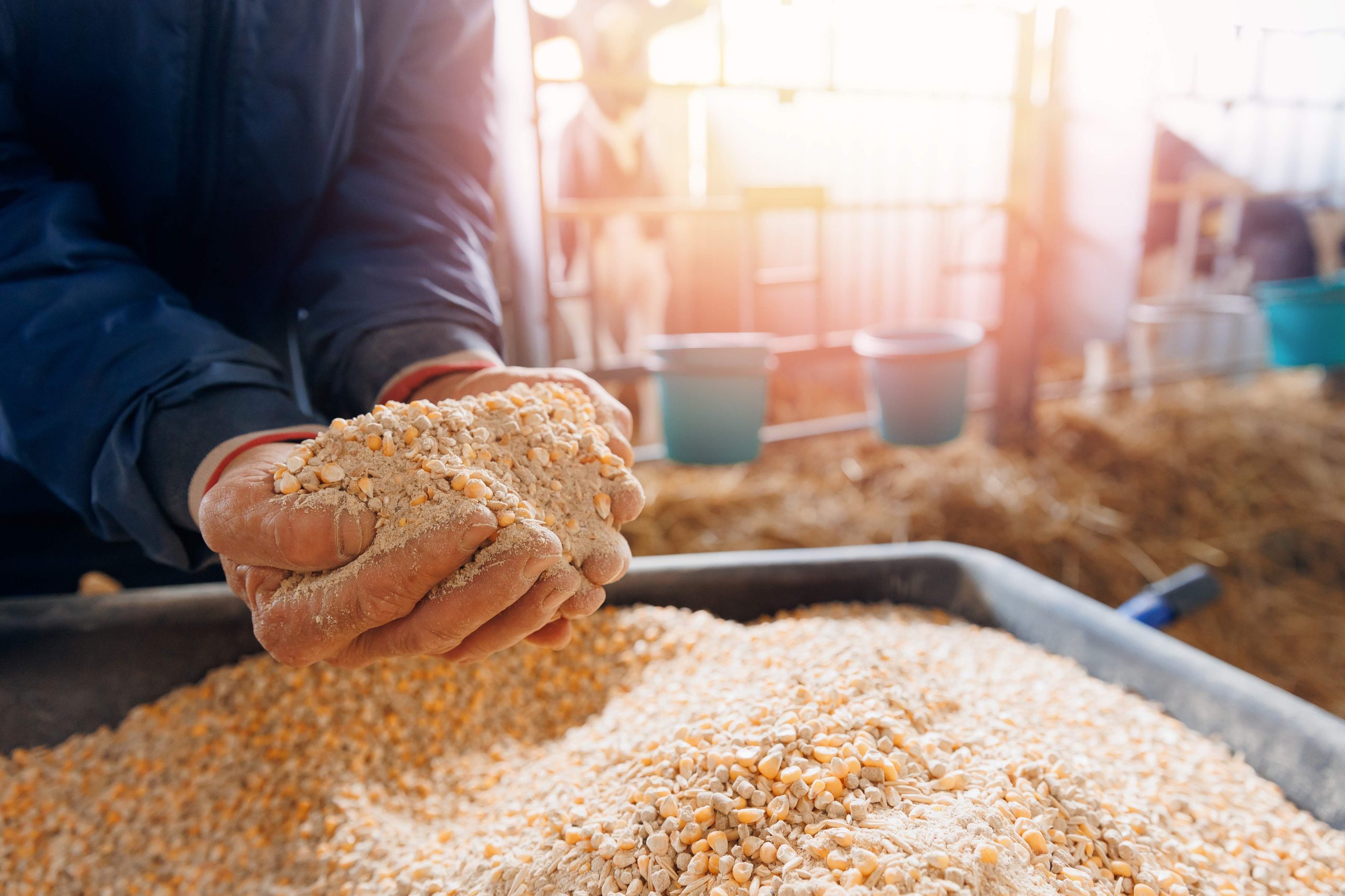 Concept livestock farm with organic cattle. Farmer holding mixture food of corn and wheat and giving them to cows in barn farm.